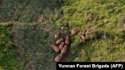 CHINA -- This handout aerial picture taken on July 16, 2021 and released by the Yunnan Forest Brigade shows a migrating herd of wild Asian elephants in southwest China's Yunnan province. - The group left its home range far south near the Thai border some