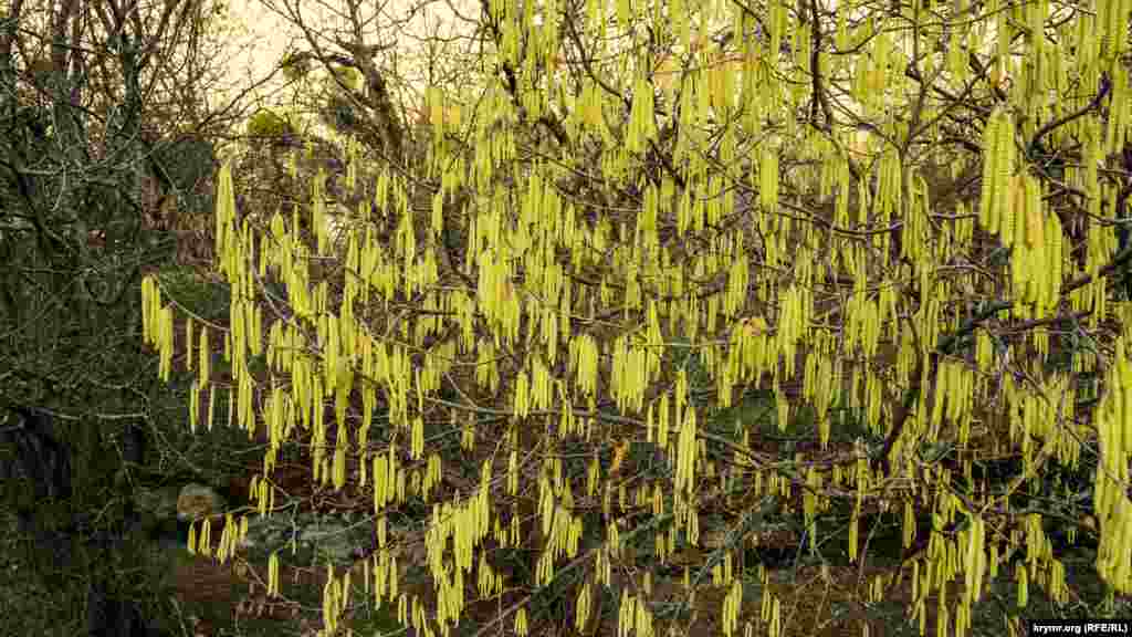 Орешник с «сережками» в глубине Джафар-Берды