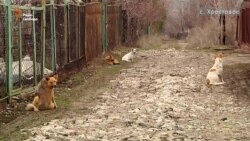 «Сіра зона» «ЛНР»: Перша безпечна весна у Хрестовому (відео) «Сіра зона» «ЛНР»: Перша безпечна весна у Хрестовому (відео)