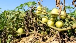 په پړانګ غار کې کروندګر ټماټرو ته خوشاله دي په پړانګ غار کې کروندګر ټماټرو ته خوشاله دي