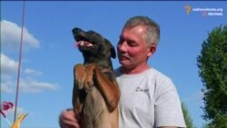 Собаки лікують поранених військових Собаки лікують поранених військових