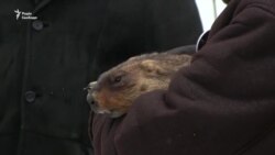 Харківський бабак спрогнозував теплу весну (відео) Харківський бабак спрогнозував теплу весну (відео)