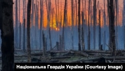 Серебрянський ліс у Луганській області навесні 2024 року