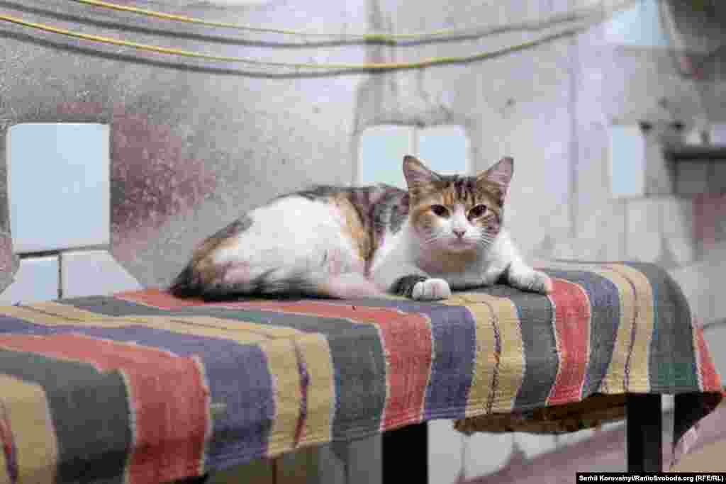 Домашнім улюбленцям також знайшлося місце на підприємстві