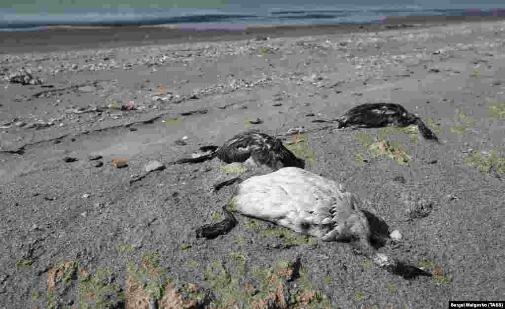 Эколог Маргарита Литвиненко сообщила, что массовая гибель птиц – «это вряд ли бактериологическое или вирусное заболевание, потому что такую одномоментную и массовую гибель птиц тысячами не может вызвать ни одна болезнь». По ее словам, «скорее всего, это отравление высокотоксичными веществами, ведь погибли прежде всего птицы, питающиеся планктоном»