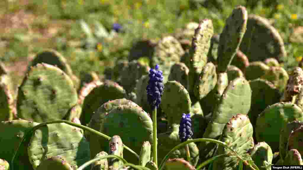 На горе Гасфорта гадючий лук соседствует с кактусами рода опунция, завезенными сюда во время Крымской войны солдатами Королевства Сардиния