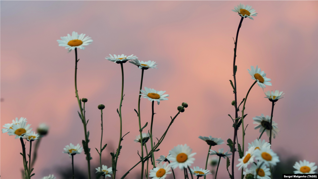 Ромашки в селе Клиновка (до 1948 года Кисек-Аратук) Симферопольского района. Село расположено в центре района, в первом продольном понижении Внутренней гряды Крымских гор, на ручье Чешмеджи, левом притоке Салгира, примерно в 12 километрах (по шоссе) к юго-востоку от Симферополя. В селе проживает чуть более 100 человек