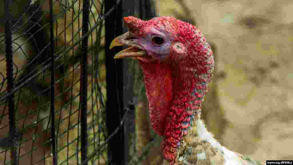 Индюк внимательно следит за происходящим за клеткой