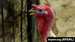 «Індик» залишається у правописі із написанням через «і», каже мовознавець Світлана Єрмоленко