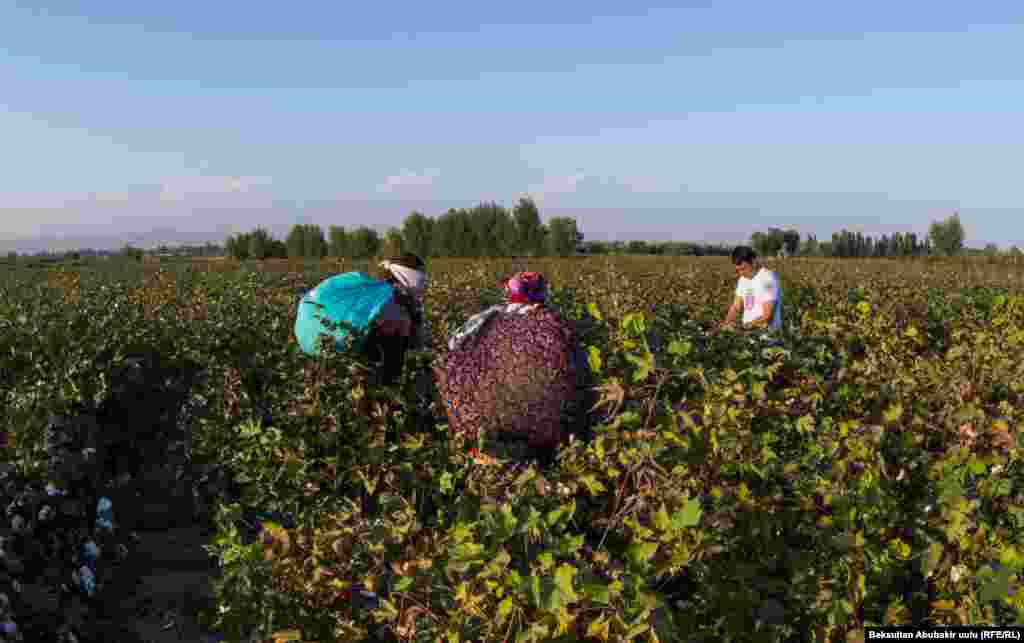 Женщины несут хлопок на весы 