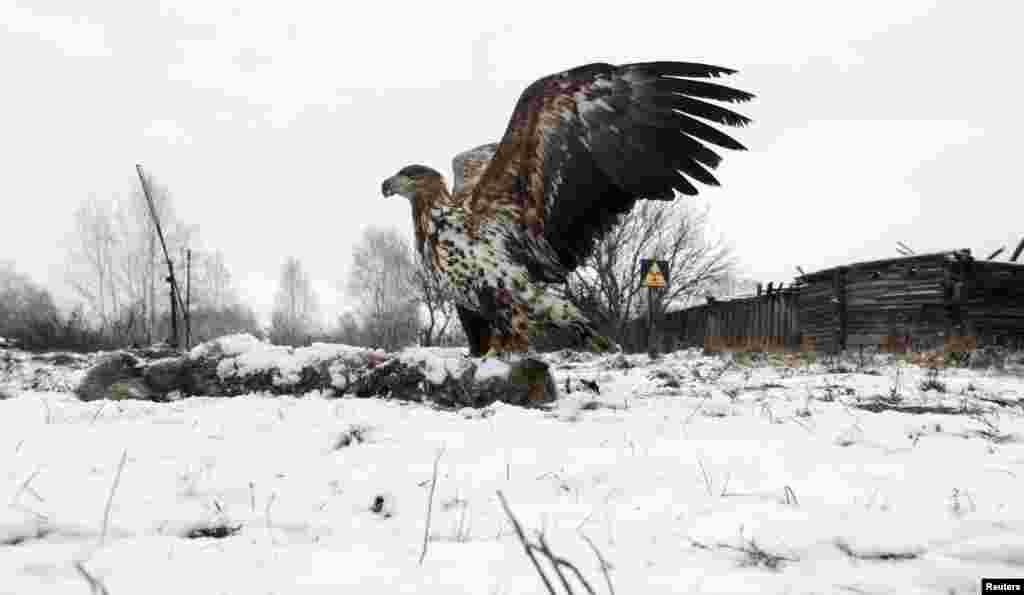 Білохвостий орел над тілом мертвого вовка поблизу села Дроньки, що в Білорусі, всередині чорнобильської зони відчуження.