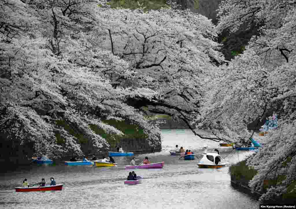 Цього року єдина заборона від влади – не влаштовувати традиційні пікніки під деревами