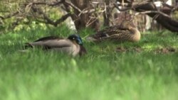 Новые "штраф-диссиденты" Новые "штраф-диссиденты"