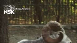 Новосибирский зоопарк снял видео с новорожденными аргали Новосибирский зоопарк снял видео с новорожденными аргали