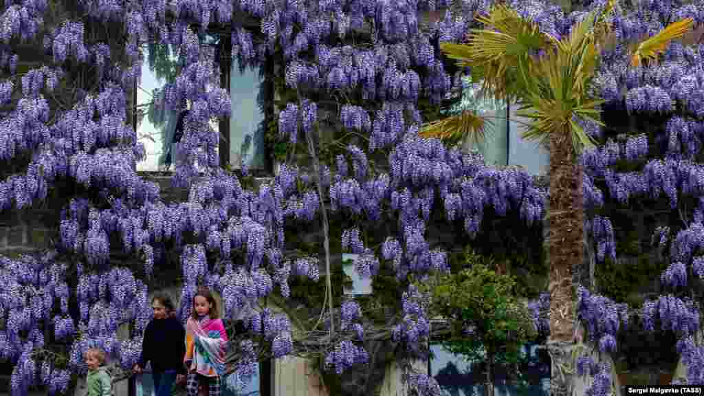 Южнобережный курортный поселок Голубой Залив расположен неподалеку от Симеиза – в живописном горном амфитеатре, образованном долиной реки Лименка и грядой Ай-Петринской яйлы. Здесь в местном аквапарке зацвела глициния