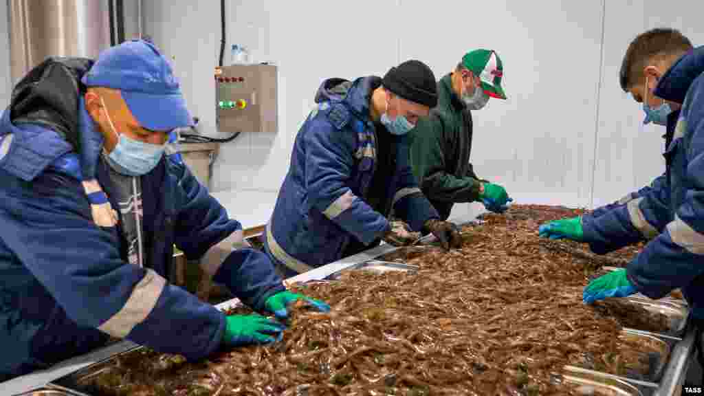 После протестов местных жителей строительство остановили. «Работу местных властей по данному инвестиционному проекту» Аксенов посчитал «некорректной» и пообещал заняться поиском альтернативного места, подходящего для размещения фермы. С тех пор он не комментировал данный вопрос