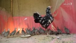 په چرګو د زرکو چچوڼي په چرګو د زرکو چچوڼي