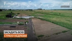 Уроженец Сахалина создал первый в Калининградской области кедровый питомник Уроженец Сахалина создал первый в Калининградской области кедровый питомник