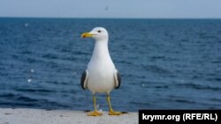 «Уровень ответственности» под ротондой»: как Алушта готовится к курортному сезону (фотогалерея)