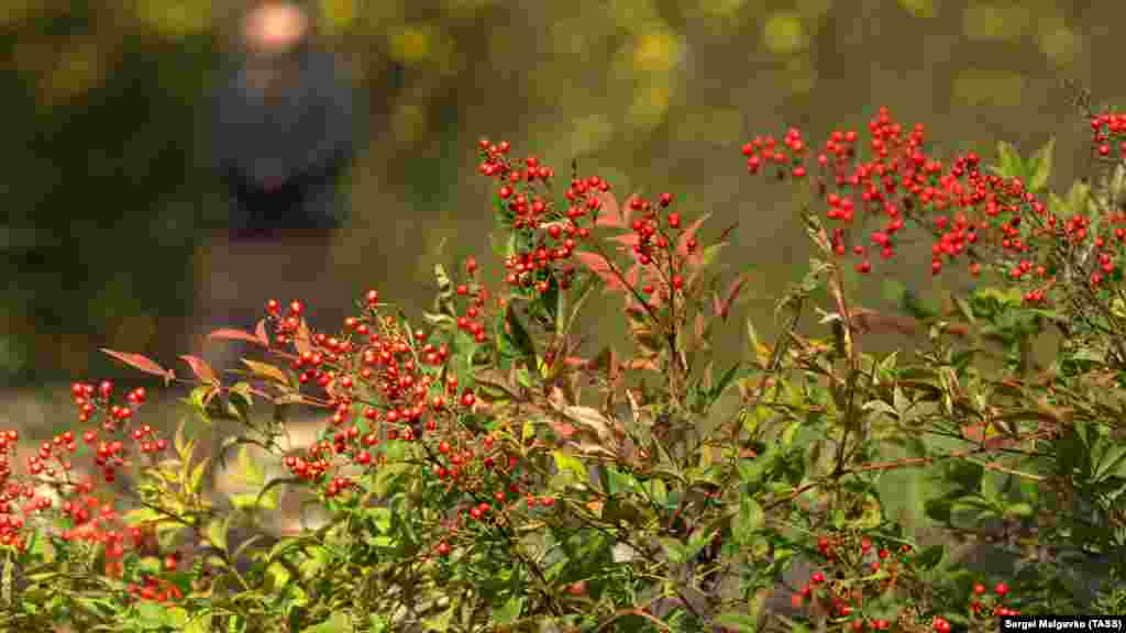 Плоды пираканты в Никитском ботаническом саду. Название растения произошло от пары греческих слов, переводящихся как «огонь» и «колючка». Если перевести название данного рода, то получится «колючее растение с огненно-красными плодами» либо «огненный шип»