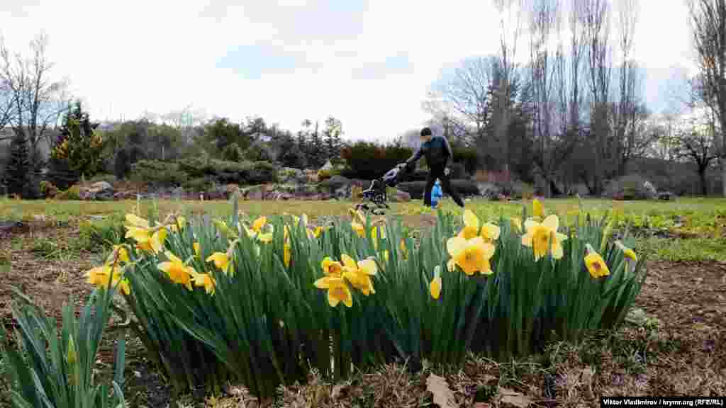 Для крымской столицы ботанический сад – один из самых больших парков города. Помимо редких экземпляров вековых растений и десятка цветочных экспозиций, в ботаническом саду находятся и другие достопримечательности, среди которых каскад прудов, Воронцовский дом и усадьба «Каролиновка»