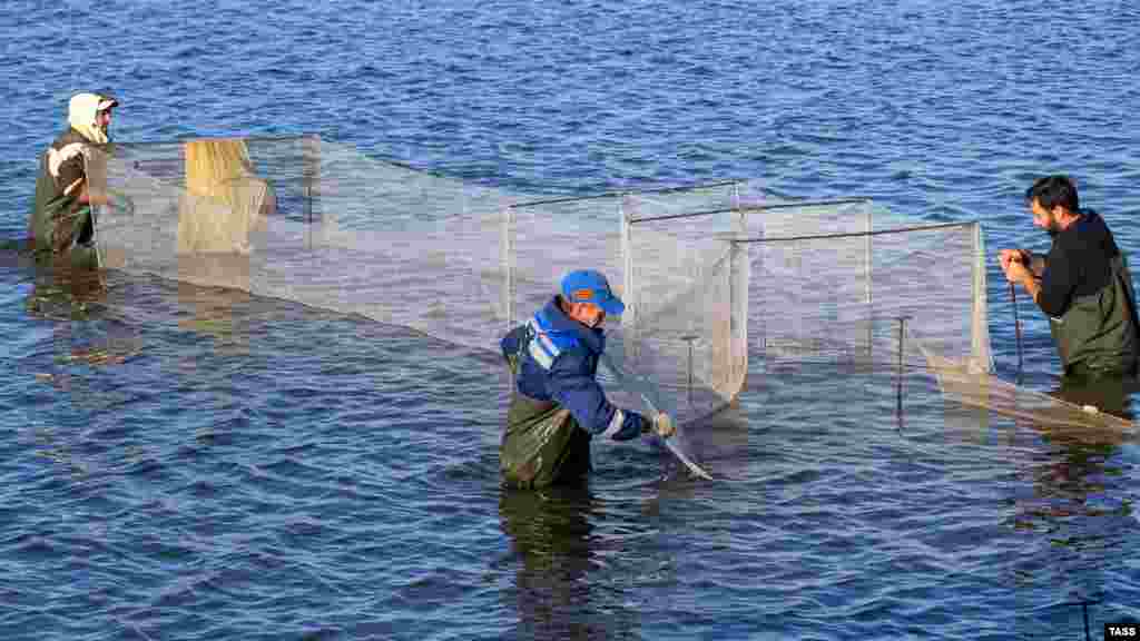 Первый экспериментальный «урожай» креветок, который выращивали в обычном пруду, здесь собрали в 2018 году