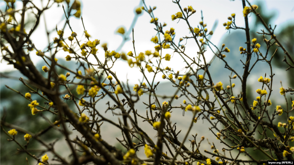 В Многоречье зацвел лесной кизил 