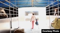 Нина (конный спорт)