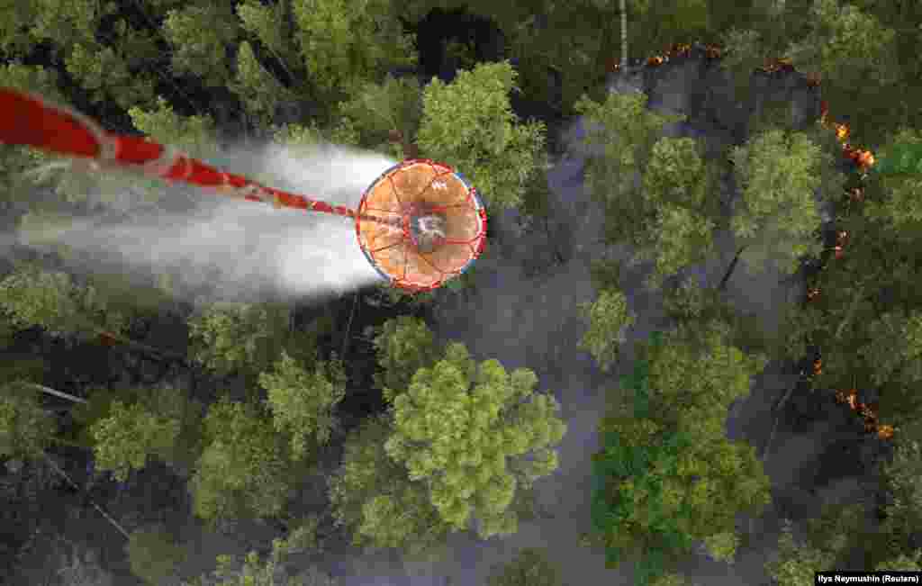 По даннным исследователей, при такой частоте пожаров вечнозеленая флора может исчезнуть полностью. 