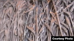 Фрагмент монумента "Пшеничное поле" в Вашингтоне, посвященного жертвам Голодомора на Украине 1932-33 годов