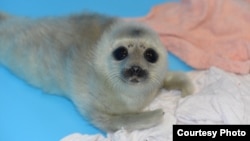 Белек. Архивное фото