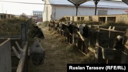 Підсобне господарство Києво-Печерської лаври, Київська область, село Вороньків, 30 листопада 2018 року