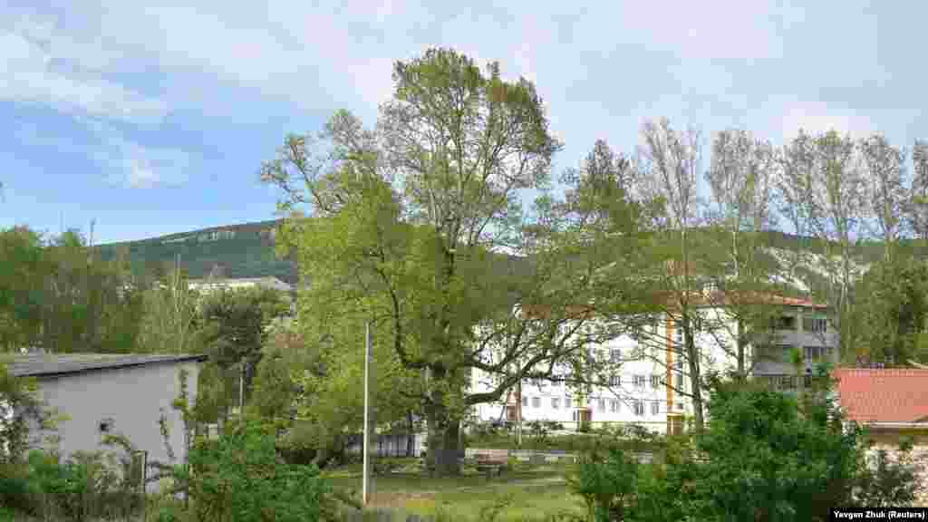 Платан Палласа, обхват дерева – 6,60 м, высота – около  25 м, возраст – более 200 лет. По преданию, в 1795 году академик Паллас посадил в центре села платан, который сохранился до наших дней, является достопримечательностью и изображен на гербе и флаге Терновки. Платан Палласа описан в книге КЭКЦ (Киевский эколого-культурный центр) «500 выдающихся деревьев Украины»