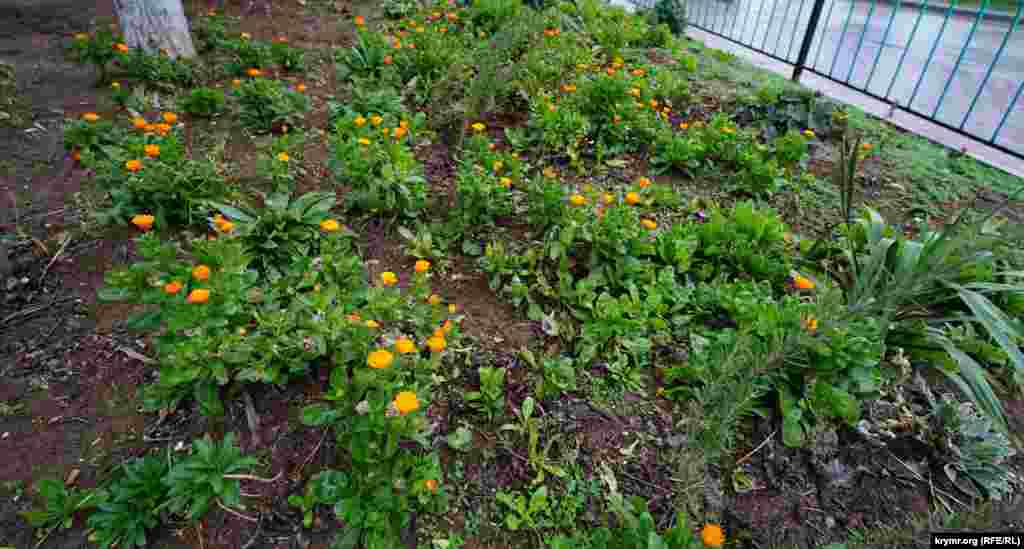 В городе зацвела календула
