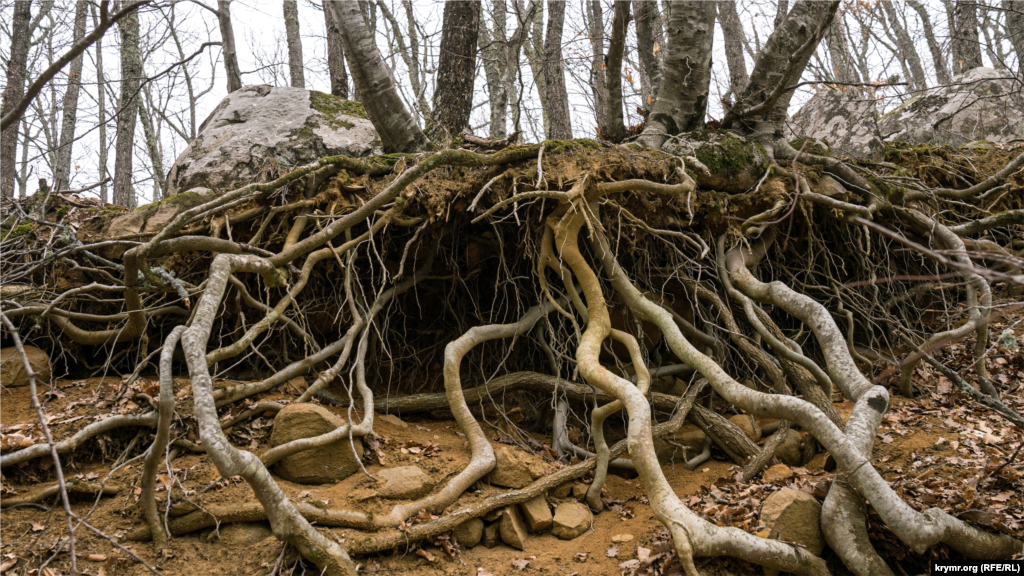 Вдоль дороги – грабы с оголенными корнями 