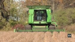 Як американські фермери виживають під час торговельної війни з Китаєм Як американські фермери виживають під час торговельної війни з Китаєм