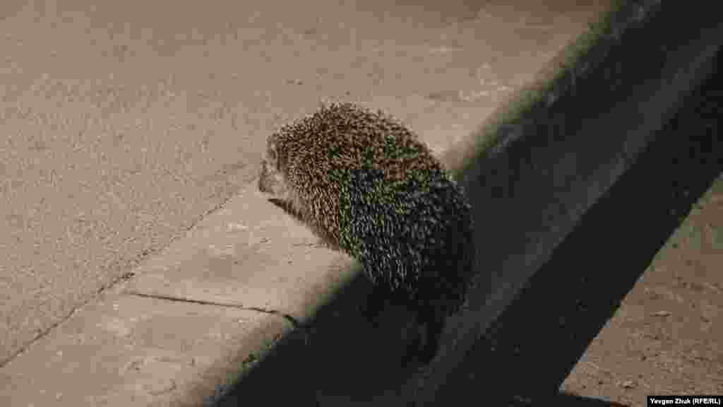 Еж – ночное животное и он вышел на прогулку 