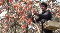 مومندو کې د سرو املوکو باغونو شوکه پيل شوې مومندو کې د سرو املوکو باغونو شوکه پيل شوې