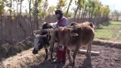 افغانستان کې وچکالۍ میلینونه خلک د خوارک له نشتوالي سره مخ کړي افغانستان کې وچکالۍ میلینونه خلک د خوارک له نشتوالي سره مخ کړي