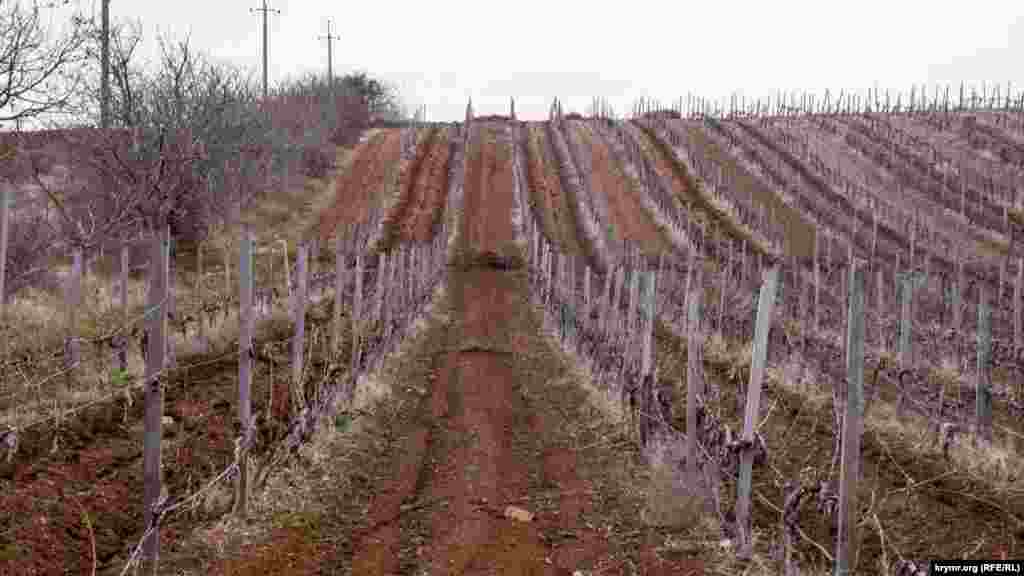 Виноградники – по соседству. Раньше они принадлежали местному совхозу «Бурлюк», потом – фирме «Золотая амфора» из Днепра. Теперь у виноградников другой собственник