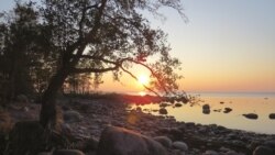 Петербург Свободы. Кургальскому заказнику – труба? Петербург Свободы. Кургальскому заказнику – труба?