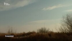 Поїздка вздовж білоруського кордону: Україна очікує вторгнення мігрантів Поїздка вздовж білоруського кордону: Україна очікує вторгнення мігрантів