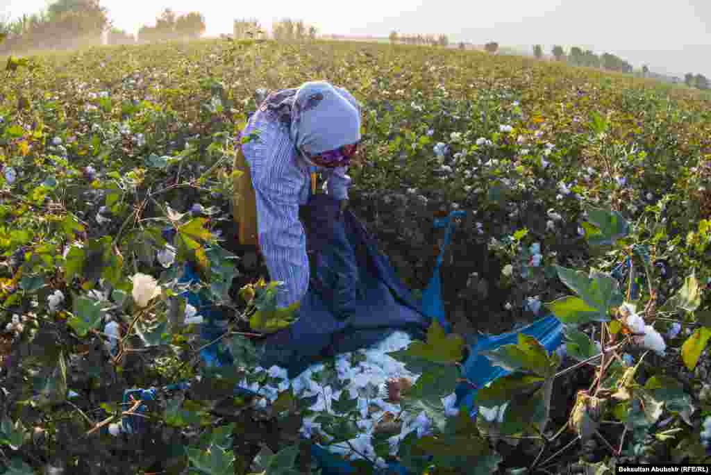 Хлопок собирают руками. Пять-шесть женщин могут собрать хлопок с гектара земли за два дня  