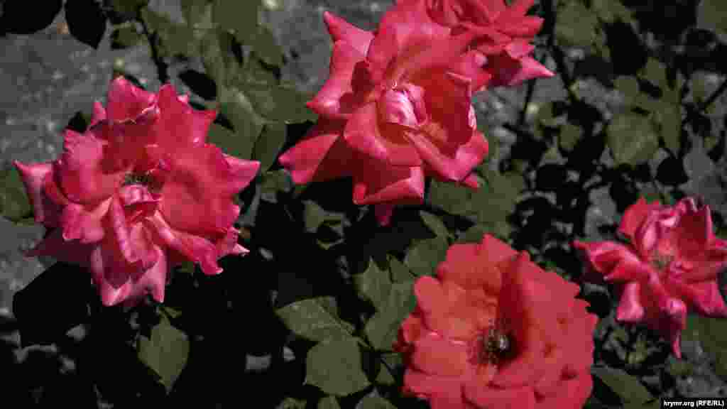 Розы чайного сорта «Аве Мария»