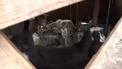 Із містян – у фермери: історія родини Щербакових з-під Запоріжжя (відео) Із містян – у фермери: історія родини Щербакових з-під Запоріжжя (відео)