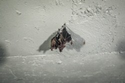 Кажани в камері під Тбілісі