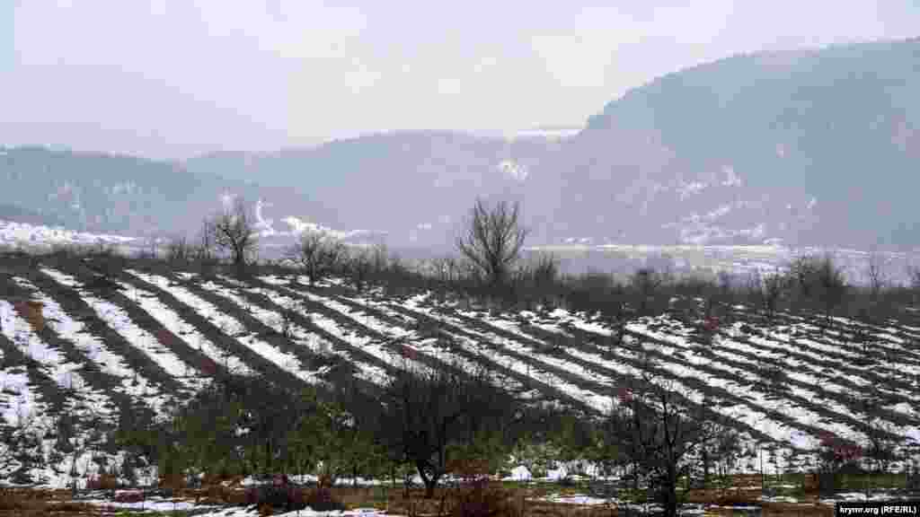 Молодой фруктовый сад в долине реки Бодрак в Бахчисарайском районе