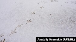 До прикладу, 22 січня 1919 року в Києві «була типово зимова погода», кажуть метеорологи