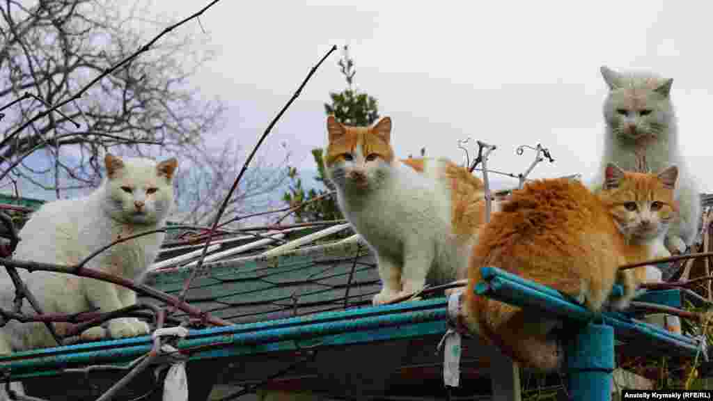 Похоже, в южнобережном поселке наступила пора «кошачьих свадеб»