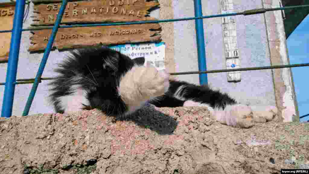 Симеиз. «Я не могу работать, у меня лапки»